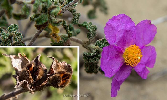 Ладанник критский (Cistus creticus) Ладанник критский (Cistus creticus)