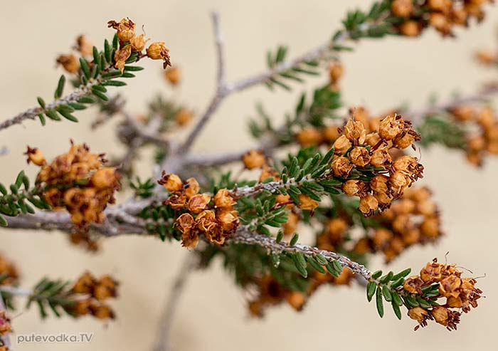 Эрика пучкоцветная (Erica manipuliflora) Эрика пучкоцветная (Erica manipuliflora)