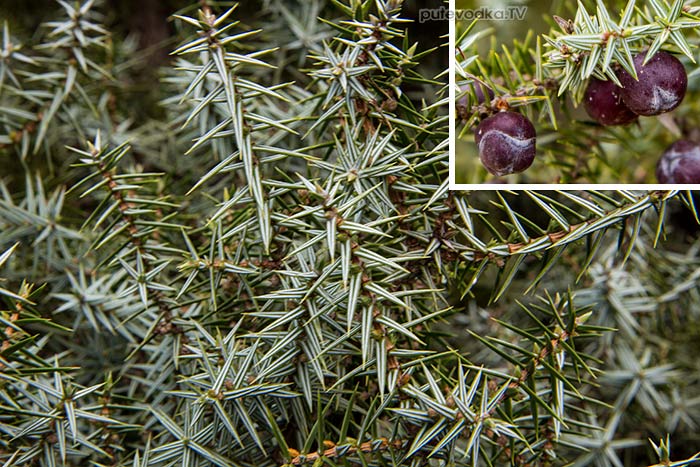 Можжевельник (Juniperus oxycedrus ssp. macrocarpa) Можжевельник (Juniperus oxycedrus ssp. macrocarpa)