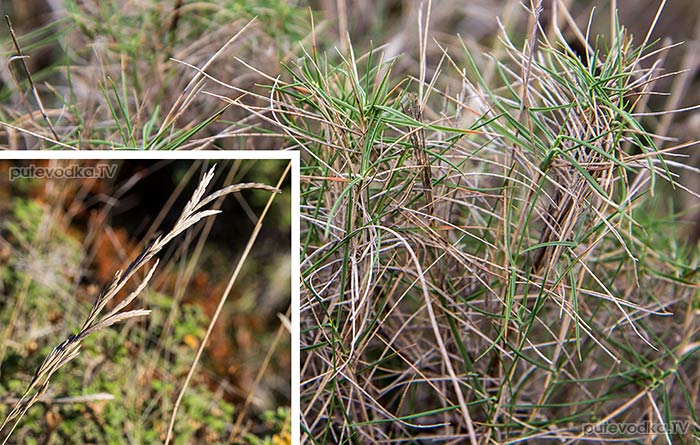 Коротконожка притуплённая (Brachypodium retusum) Коротконожка притуплённая (Brachypodium retusum)