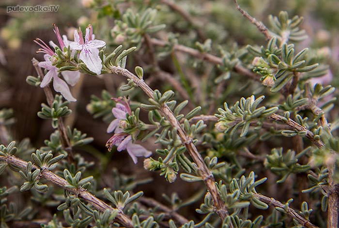 Дубровник коротколистный (Teucrium brevifolium) Дубровник коротколистный (Teucrium brevifolium)