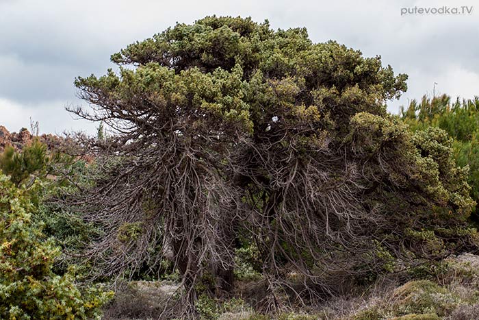 Можжевельник (Juniperus oxycedrus ssp. macrocarpa) Можжевельник (Juniperus oxycedrus ssp. macrocarpa)