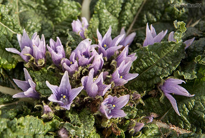 ���������� ������� (Mandragora autumnalis)