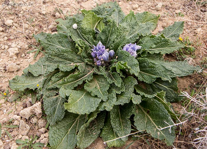 ���������� ������� (Mandragora autumnalis)