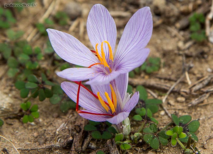 ������ ��������� (Crocus cartwrightianus)