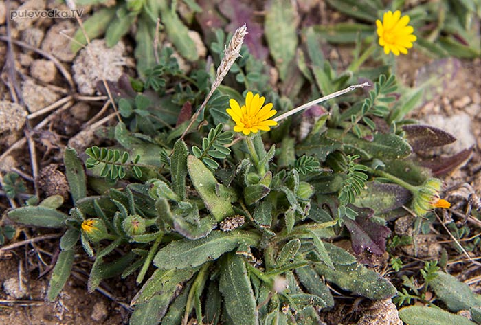 ��������� ������� (Calendula arvensis)