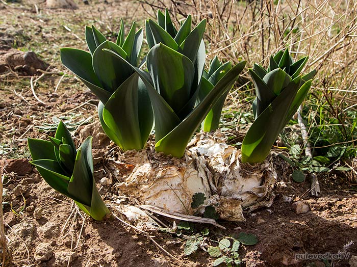 ������ ����������� (Drimia numidica)