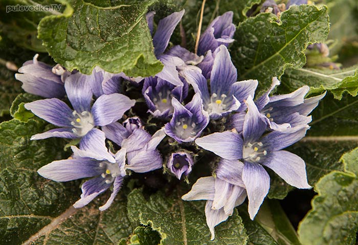 ���������� ������� (Mandragora autumnalis)