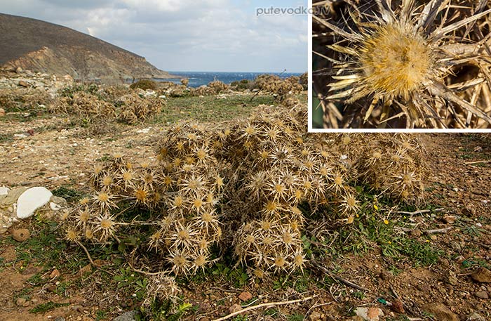 �������� ��������� (Carlina graeca)
