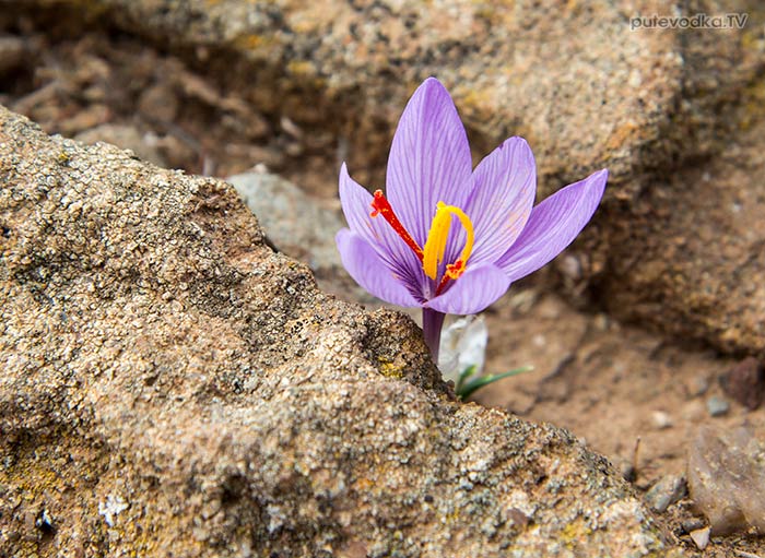 ������ ��������� (Crocus cartwrightianus)