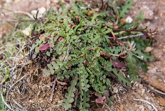 ������ ��������� (Limonium sinuatum)