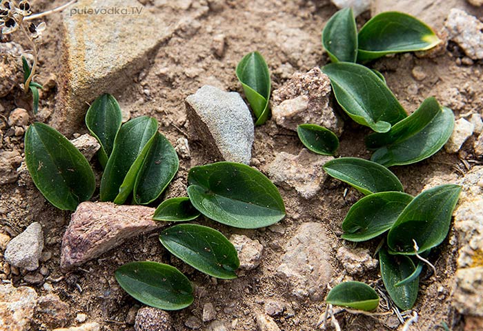 �������� ������������ (Arisarum vulgare)