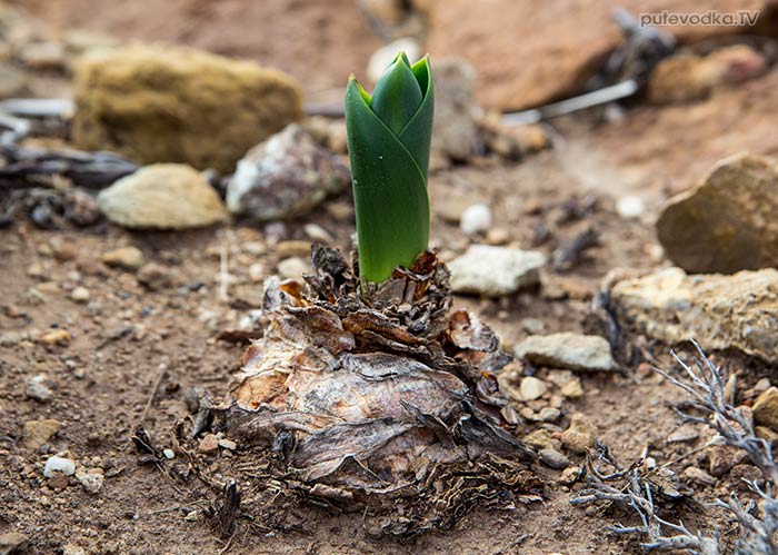 ������ ����������� (Drimia numidica)