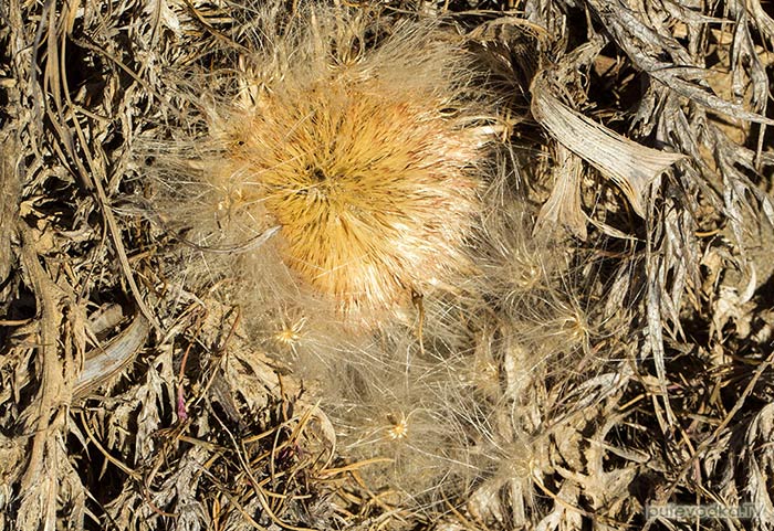 ���������� ������������ (Atractylis gummifera)