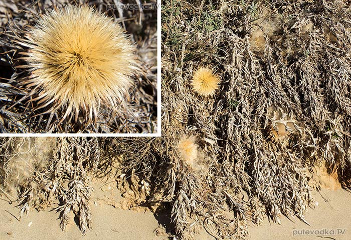 ���������� ������������ (Atractylis gummifera)