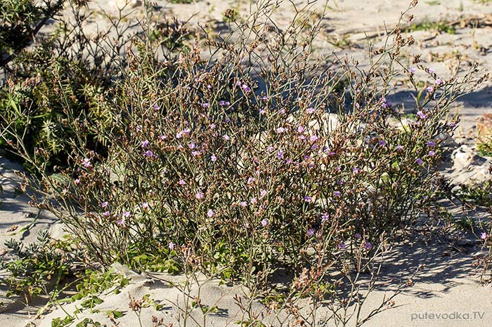 ������ ����������� (Limonium virgatum)