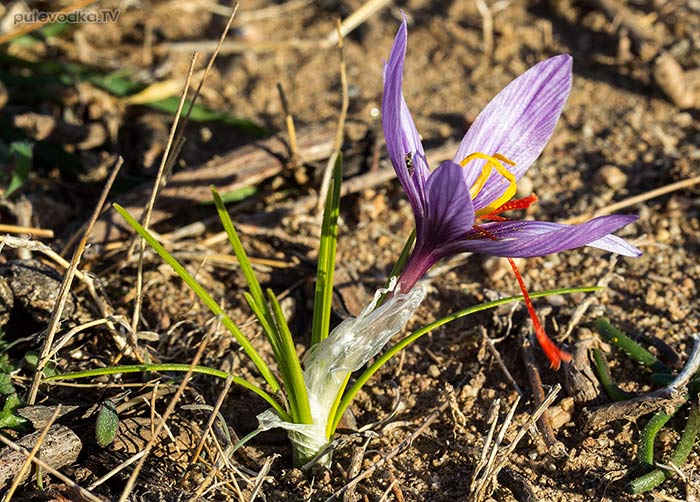������ ��������� (Crocus cartwrightianus)