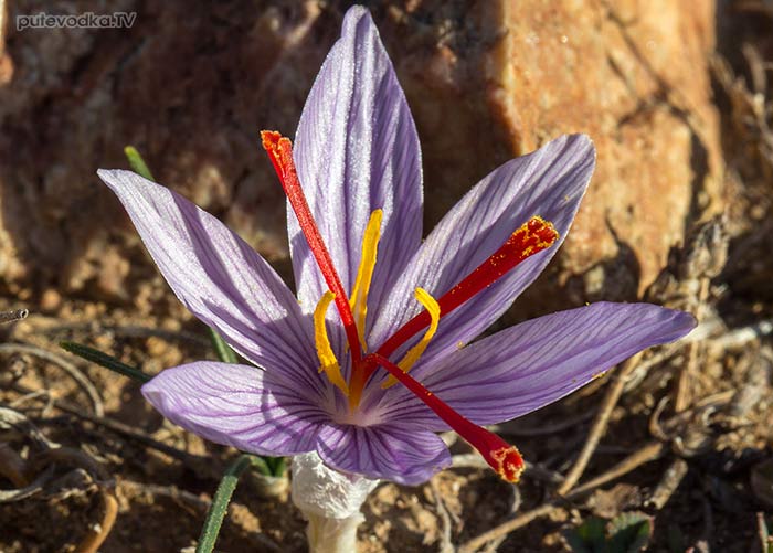 ������ ��������� (Crocus cartwrightianus)