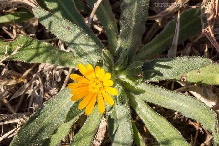 ��������� ������� (Calendula arvensis)