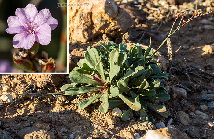 ������ ����������� (Limonium virgatum)