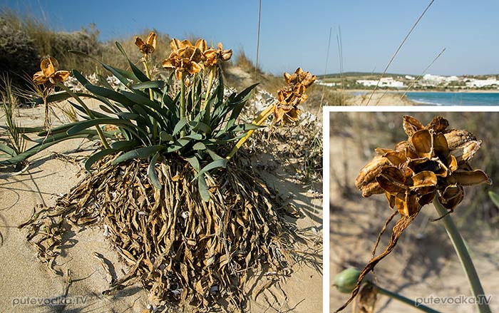 ��������� ������� (Pancratium maritimum)