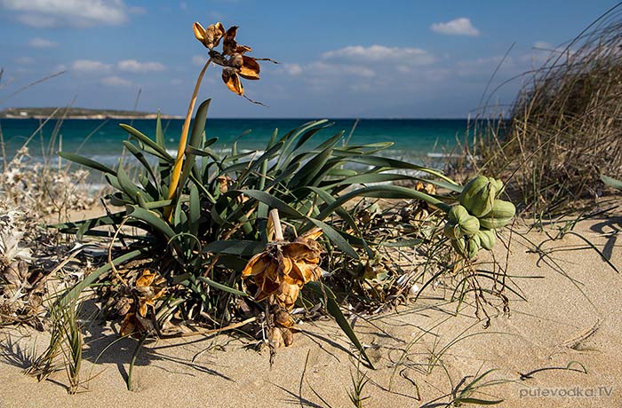��������� ������� (Pancratium maritimum)