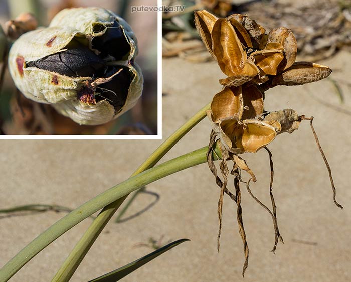 ��������� ������� (Pancratium maritimum)