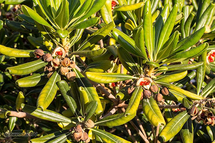 ������������� ������������ (Pittosporum tobira)