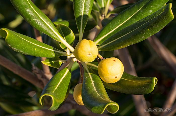 ������������� ������������ (Pittosporum tobira)