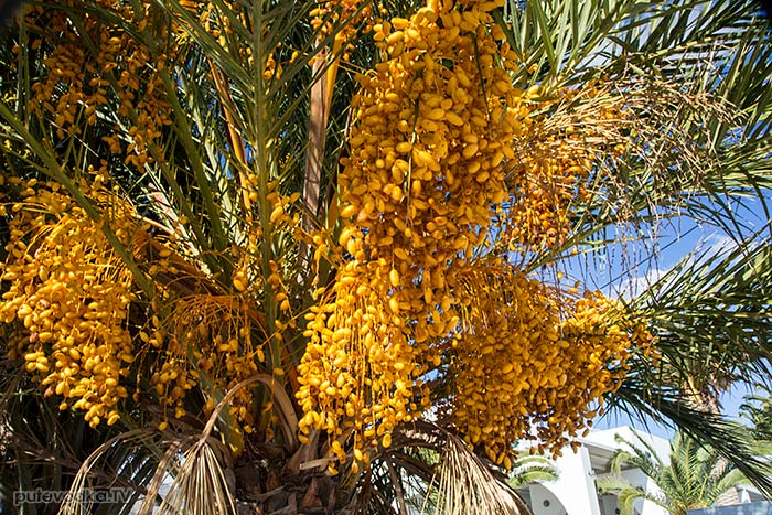 ����� ��������� (Phoenix canariensis)
