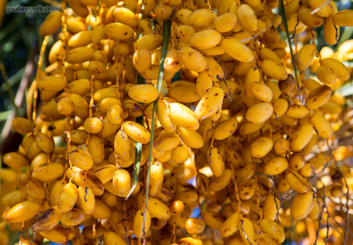 ����� ��������� (Phoenix canariensis)