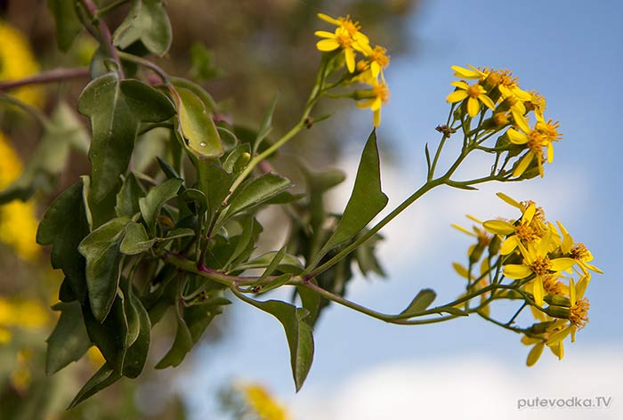 ���������� ��������� (Senecio angulatus)