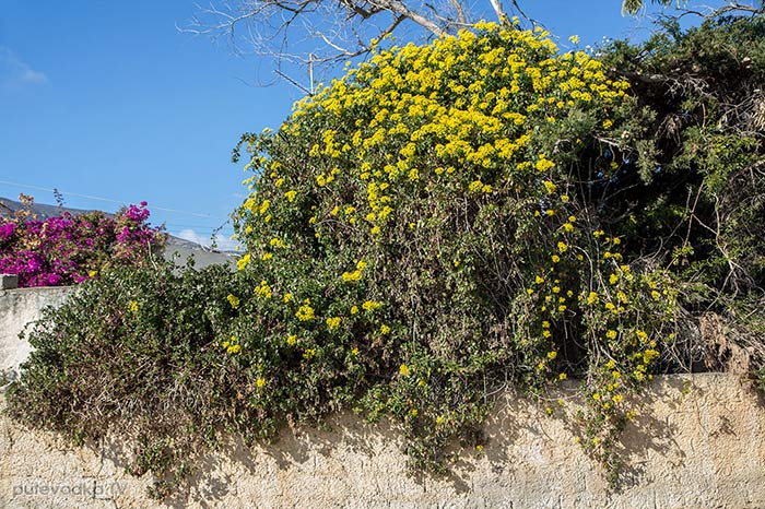 ���������� ��������� (Senecio angulatus)