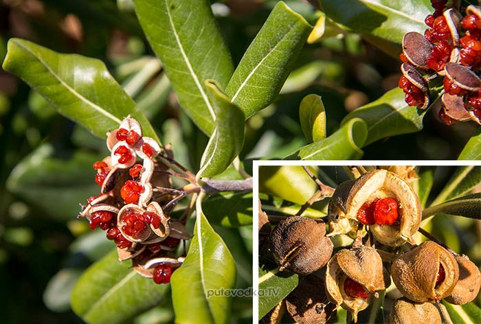 ������������� ������������ (Pittosporum tobira)