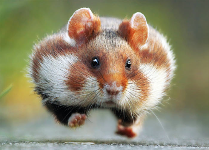 The Comedy Wildlife Photography Awards | comedywildlifephoto.com