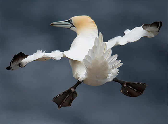 The Comedy Wildlife Photography Awards | comedywildlifephoto.com