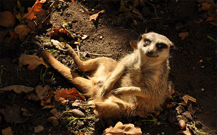 The Comedy Wildlife Photography Awards | comedywildlifephoto.com