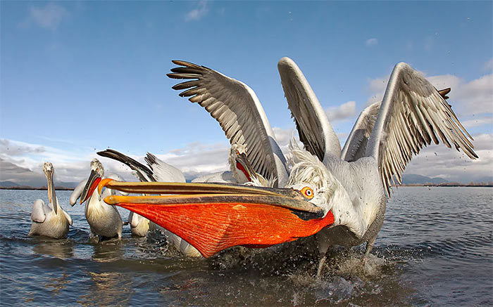 The Comedy Wildlife Photography Awards | comedywildlifephoto.com