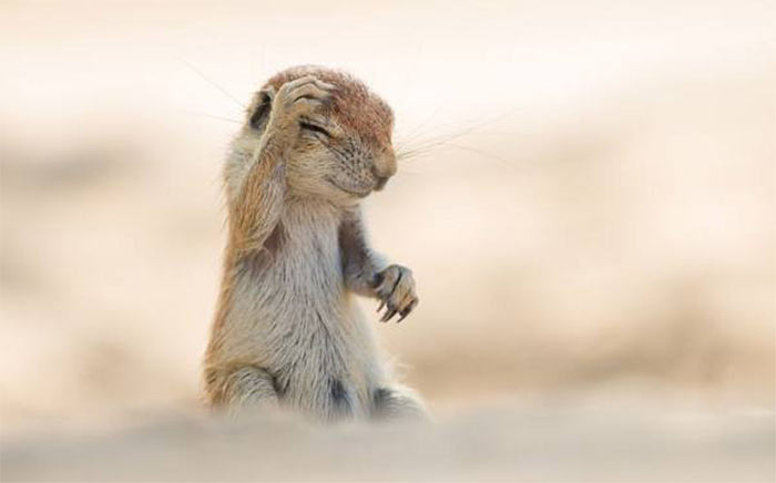 The Comedy Wildlife Photography Awards | comedywildlifephoto.com