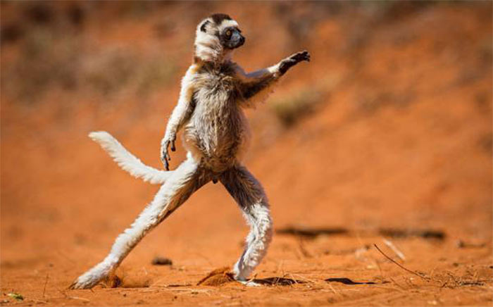 The Comedy Wildlife Photography Awards | comedywildlifephoto.com