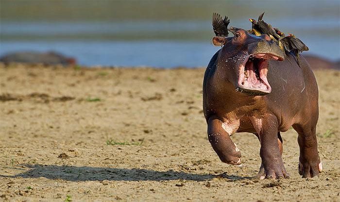 The Comedy Wildlife Photography Awards | comedywildlifephoto.com