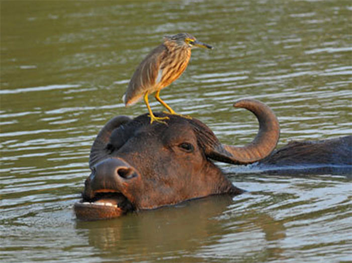 The Comedy Wildlife Photography Awards | comedywildlifephoto.com