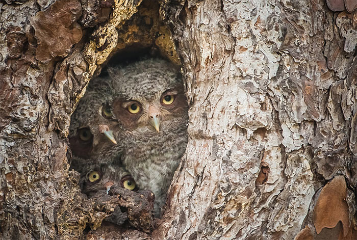 The Comedy Wildlife Photography Awards | comedywildlifephoto.com