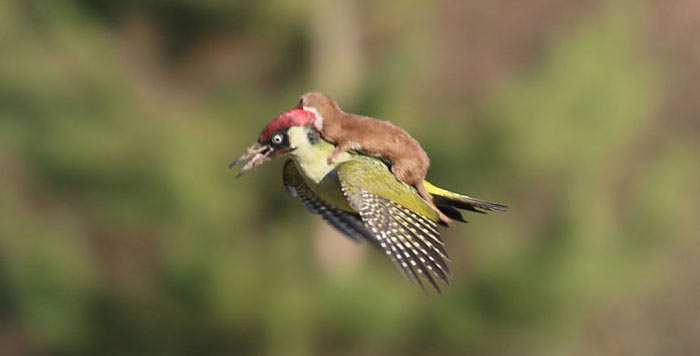 The Comedy Wildlife Photography Awards | comedywildlifephoto.com