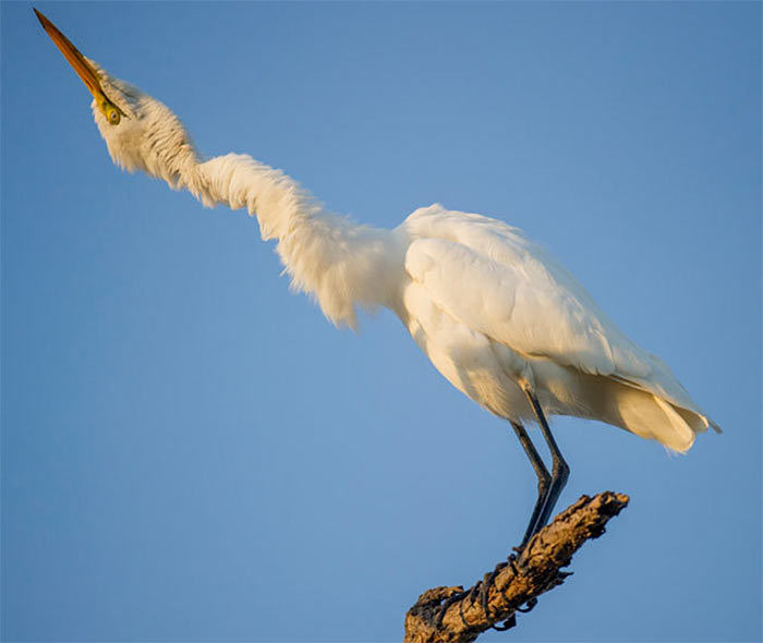 The Comedy Wildlife Photography Awards | comedywildlifephoto.com