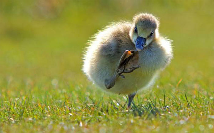 The Comedy Wildlife Photography Awards | comedywildlifephoto.com