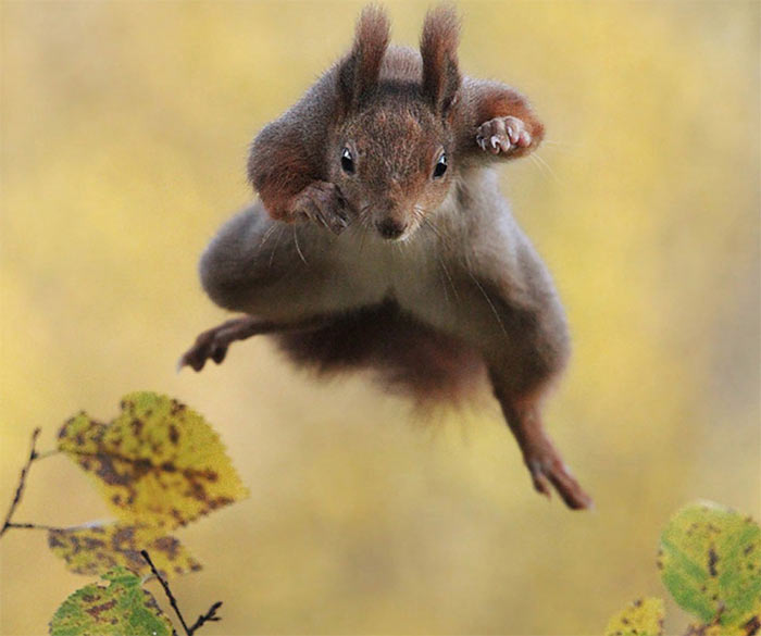 The Comedy Wildlife Photography Awards | comedywildlifephoto.com