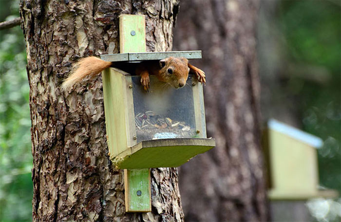 The Comedy Wildlife Photography Awards | comedywildlifephoto.com