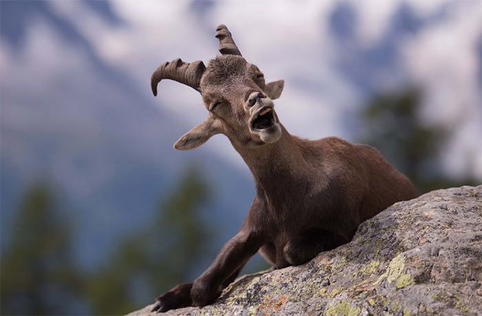 The Comedy Wildlife Photography Awards | comedywildlifephoto.com