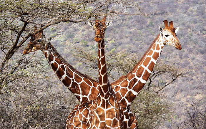 The Comedy Wildlife Photography Awards | comedywildlifephoto.com